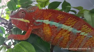 1,0 Furcifer pardalis DNZ 2025 "Ambilobe" Körper ca. 12 cm Bild 2