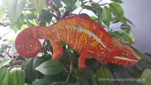 1,0 Furcifer pardalis DNZ 2025 "Ambilobe" Körper ca. 12 cm Bild 4
