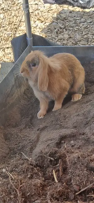 Kaninchen sucht dringend neues Zuhause 