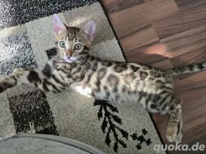 Bengal Kitten 