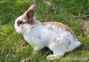 Löwenköpfchen sucht neues zuhause