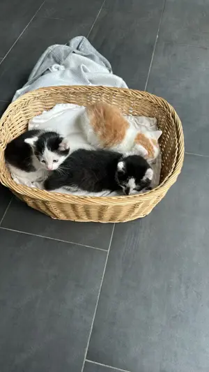 Katzenbabys abzugeben 