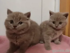 BKH Kitten 2 Mädchen 