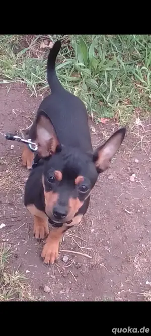 Zwergpinscher Chihuahua Mix 