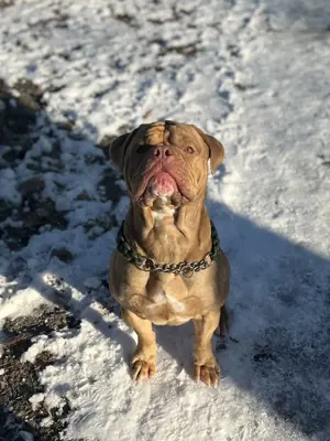 Deckrüde Old English Bulldog 