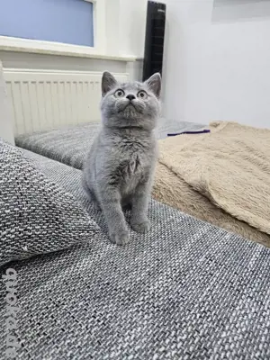 Bkh weibchen kitten britisch Kurzhaar | ab sofort Auszugsbereit 