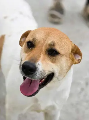 Nana   außergewöhnlich hübsch und eine Seele von Hund
