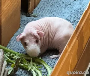 Skinny Pig Meerschweinchen Kastrat 11 Monate