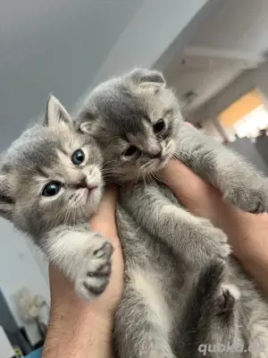 Wunderschöne Britisch Kurzhaar Kitten 