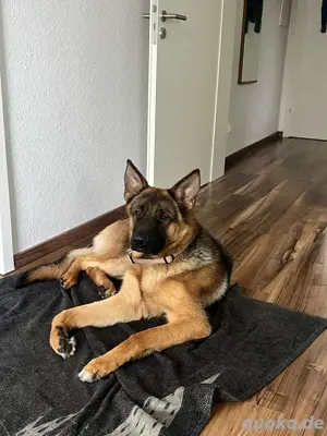 Deutscher Schäferhund