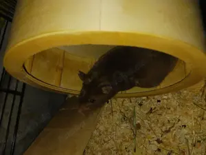 Teddyhamster zu verkaufen