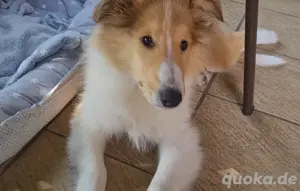 Collie Welpen, Amerikanisch, ähnl. australian shepherd 