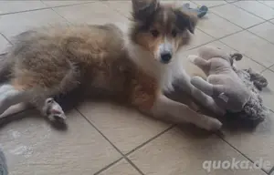 Collie Welpen, Amerikanisch, ähnl. australian shepherd 