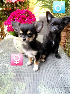 Lack Schwarze Chihuahua welpen