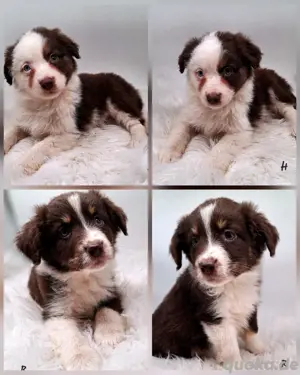 Miniature Australian Shepherd Welpen mit Papieren 