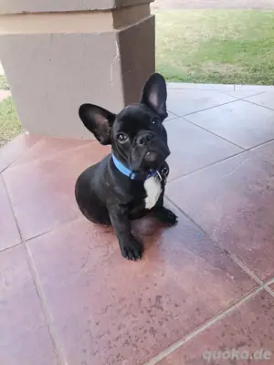 Französischer Bulldoggenwelpe verfügbar