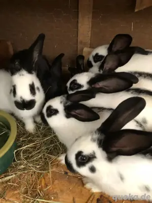 Deutsche Riesen Kaninchen Babys