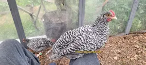 Hähne weiß schwarz o. gesperbert jung Sachsenhuhn Hahn Jungtiere
