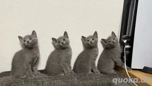 Reinrassige Russisch Blau Kitten