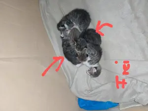 Wunderschöne Mai Kitten 5 Stück Euro  Kurzhaar bitte Lesen 3 sind schon vergeben.