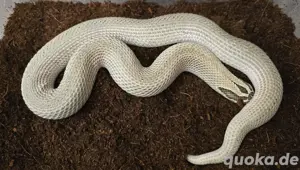Adultes Paar Heterodon nasicus   Hakennasennatter