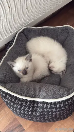 Babykitten