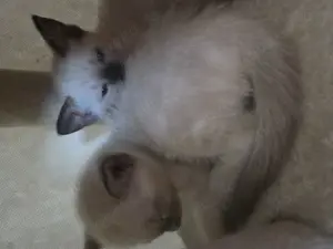 Siam kitten 