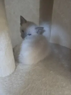 Siam kitten  Bild 2