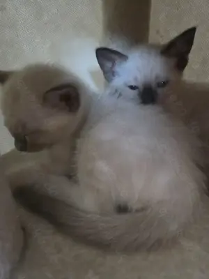Siam kitten  Bild 3