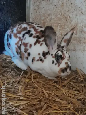 Dalmatiner rex kaninchen 