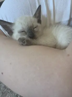 Siam kitten  Bild 4
