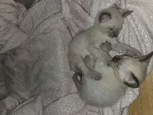 Siam kitten  Bild 5