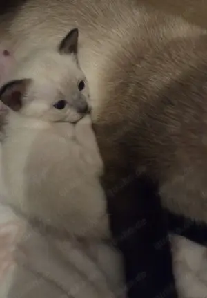 Siam kitten  Bild 6