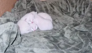 Siam kitten  Bild 8