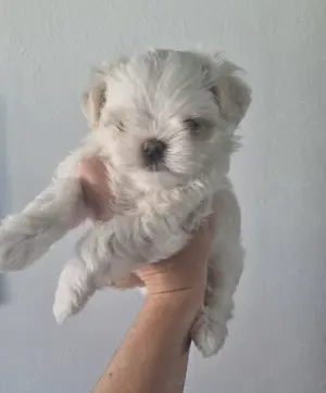 Malteser kleinbleibend mini Rüde Welpe koreanische Abstammung Hund reinrassig  Bild 9