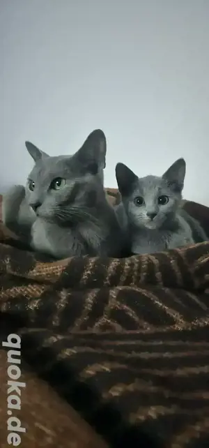 Russisch blau Kitten 