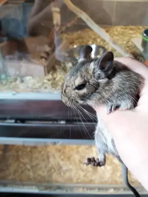 Degu Jungtiere abzugeben 
