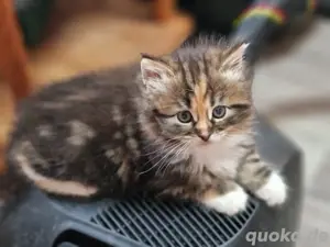 Blh Kitten Elisa Jane