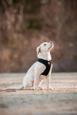 Labrador in liebe Hände abzugeben