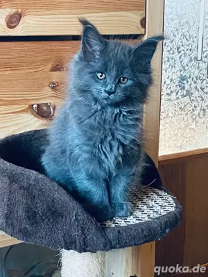 Maine Coon Kitten