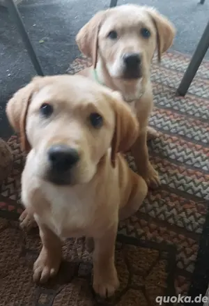 labrador welpen