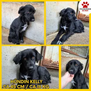 Süße Mischlingshündin Kelly sucht ein Zuhause