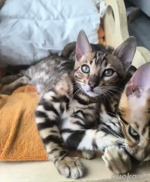 einzigartige super zame reinrassige Bengalkitten mit Stammbaum 