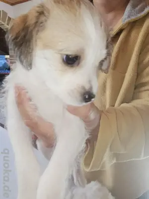 Bichon Frise Mädchen Welpe 