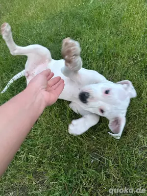Kleine Hündin Luna sucht ein liebevolles neues Zuhause   