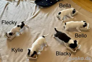  Chihuahua-Welpen abzugeben 