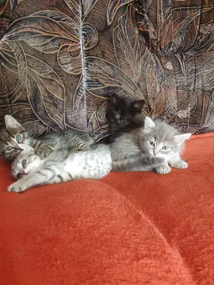 Babykatzen, Hauskatzen