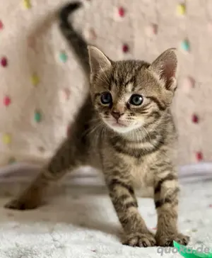 Katzenwelpen abzugeben - Kitten - Katzenbaby - Katzenwelpe