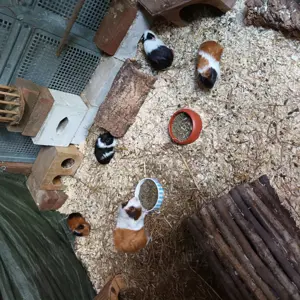 Meerschweinchen Weibchen 