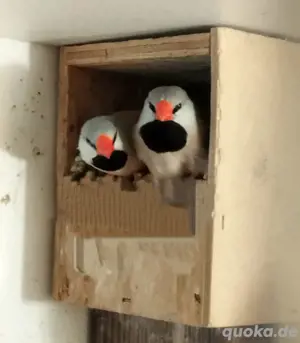 1,1Spitzschwanzamadinen  Bild 2